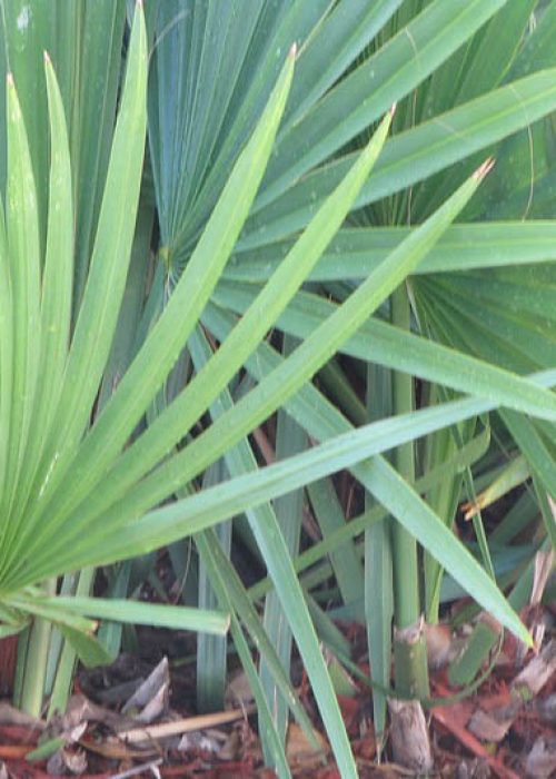 Saw-Palmetto-Serenoa-repens-Optimized
